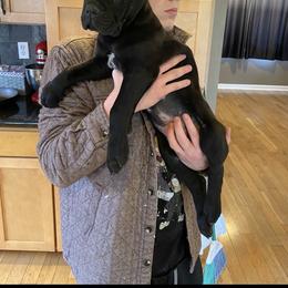 Boy 1 - Gray brindle male Cane Corso puppy in Olympia, Washington from Grayling Dawn Cane Corso