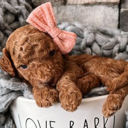 Hermione - Red  Goldendoodle puppy in Corona, California from West Coast Goldendoodles