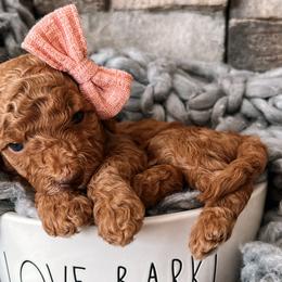 Hermione - Red  Goldendoodle puppy in Corona, California from West Coast Goldendoodles