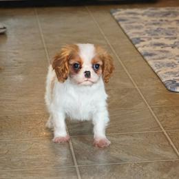 Bubbles - Blenheim female Cavalier King Charles Spaniel puppy in Pleasant City, Ohio from cywood's ohio cavaliers