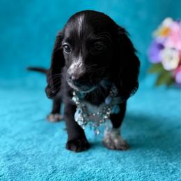 Theo - Black male Dachshund puppy in Lincoln, Arkansas from Red Dirt Dachshunds