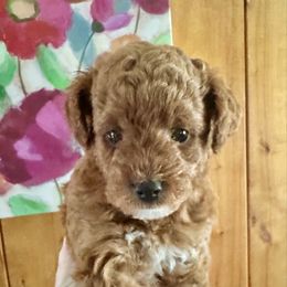 Muffin - Red  female Goldendoodle puppy in Danville, Virginia from Stella’s Stunning Goldendoodles of VA