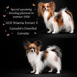 Papillon puppies from Desertpaws Papillons