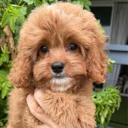 Brooks - Red male Cavapoo puppy in Tucson, Arizona from Adored Poodle & Doodles