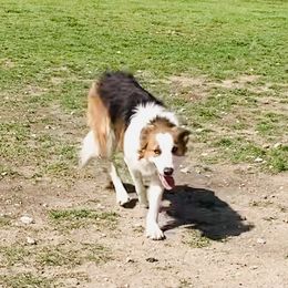 Kai - Border Collie