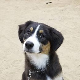 Australian Shepherd Puppies from Crystal Peak Australian Shepherds