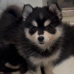 Muffin - Black and white female Pomsky puppy in Spring Hill, Florida from PDQ Pomskies