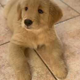 Golden Retriever Puppies from Lake Champlain Goldens