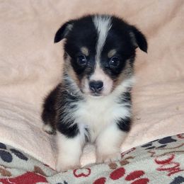 Kit Kat - Black and tan female American Corgi puppy in Dunbar, Nebraska from Vintage Corgis