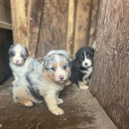 Girl 2 - Blue merle female Australian Shepherd puppy in Kentland, Indiana from Pine Grove Aussies