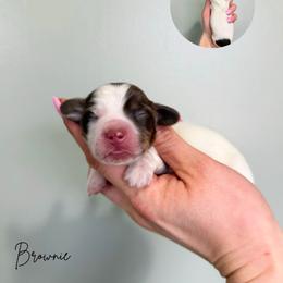 Brownie - Piebald male Dachshund puppy in Wamego, Kansas from Doodles of Oz