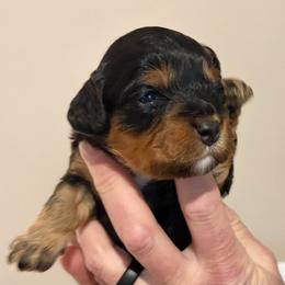 Ophelia - Black and tan female Cavapoo puppy in Awendaw, South Carolina from LierChonPoo