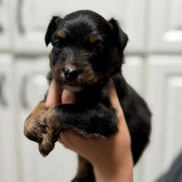 Stormy - Black tri-color female Australian Shepherd puppy in Odessa, Texas from Yucca Blossom Pups