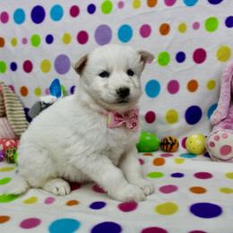 Ivy - White female Siberian Husky puppy in Lunenburg, Vermont from SNOW WOOLY HUSKY