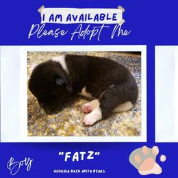 Akita Puppies from Georgia Bred Akita Bears