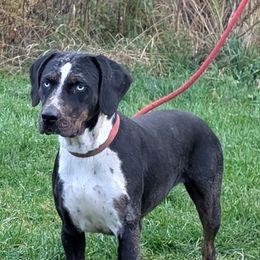 Collette - female Catahoula Leopard Dog puppy in Potsdam, New York from Spot On Catahoula Leopard Dogs