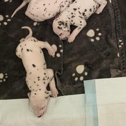 Dalmatians from Coachside Dalmatians