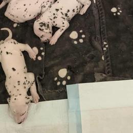 Dalmatians from Coachside Dalmatians
