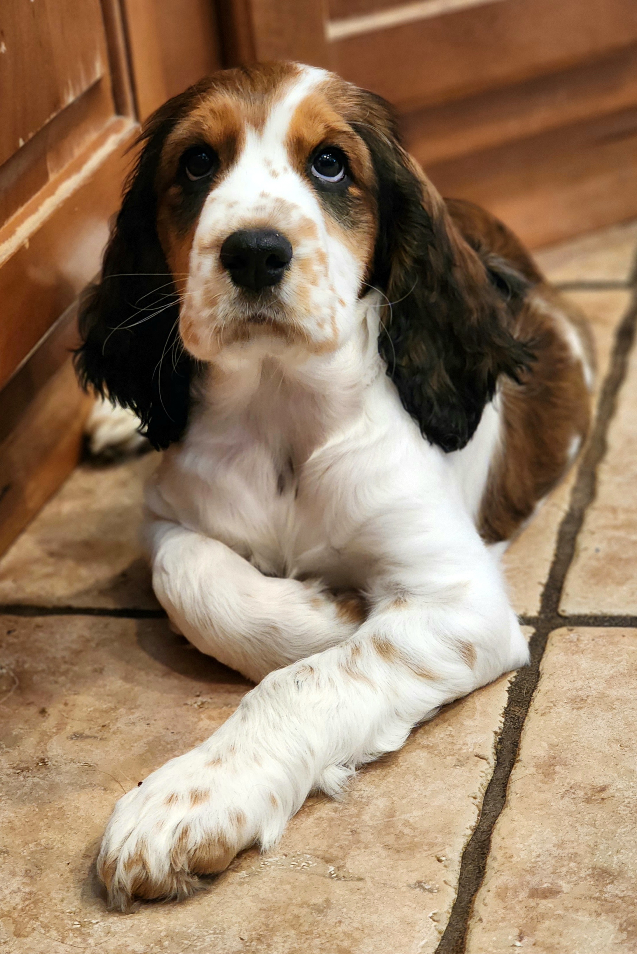 English Springer Spaniel Puppies from Seagrove Springers