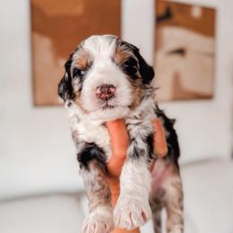 Beau - Blue merle male Bernedoodle puppy in Cold Spring, Minnesota from A.N.A. Doodles