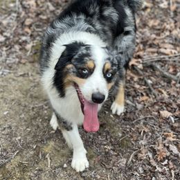 Frankie - Australian Shepherd