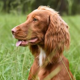 Valley - English Cocker Spaniel