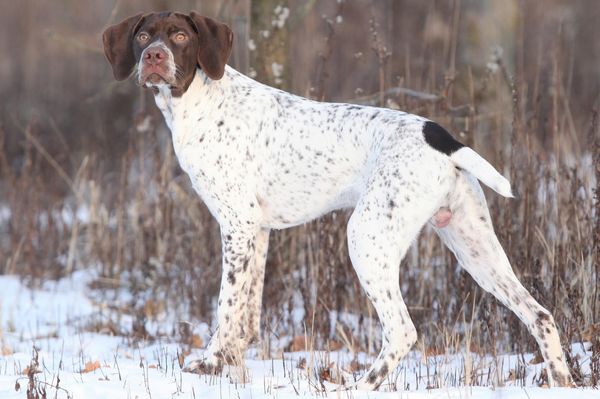Find Braque Francais Pyrenean puppies for sale