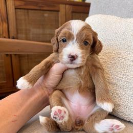May - Apricot female Goldendoodle puppy in Gilbert, Arizona from Doodle Bliss