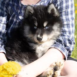 Magnolia - Tri-color female Pomsky puppy in Moultonborough, New Hampshire from Foxfire Arctic Spitz