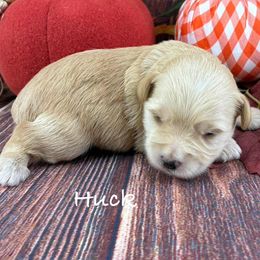 Huck - Wheaten male Miniature Schnauzer puppy in Sylvania, Georgia from Southern Sky Miniature Schnauzers