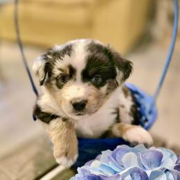 Patrick - Blue merle male Miniature Australian Shepherd puppy in Nashville, Tennessee from Little B’s Aussies