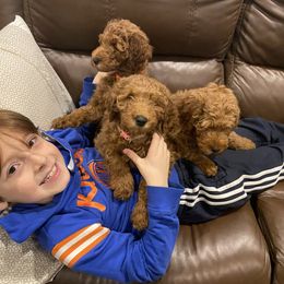 Poodle Puppies from Shamrock’s Poodles