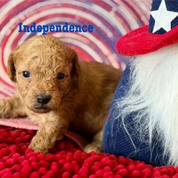 Independence - Red  female Poodle puppy in Ardmore, Oklahoma from The Poodles of Green Acres
