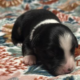 Cam - Black tri male Toy Australian Shepherd puppy in Milton Freewater, Oregon from Sparkling Cross Toy & Mini Aussies