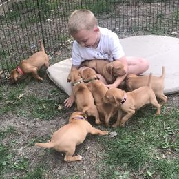 Vizsla Puppies from Maplewood Vizslas