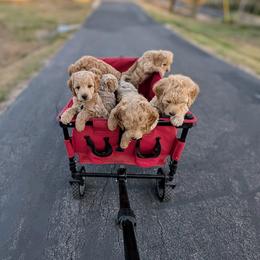 Double Doodle and Goldendoodle Puppies from Big Red Paw Doodles
