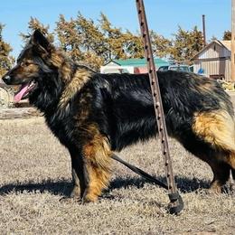 Fynn - Sable male German Shepherd puppy in Jennings, Kansas from Lost Creek German Shepherds LLC