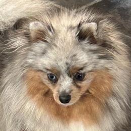 Pomeranians from Pristine Poms