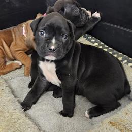Beaker - Brindle male Boxer puppy in Aurora, Colorado from Miles High Boxers