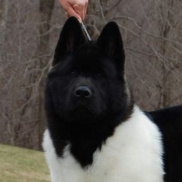 Louie - Akita