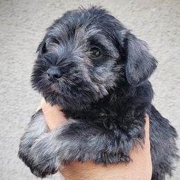 Boy 4 - Salt and pepper Miniature Schnauzer puppy in California from Kings Miniature Schanuzers