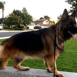 Mishka - German Shepherd