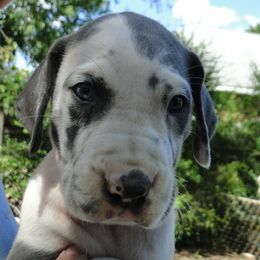 Girl 2 - female Great Dane puppy in Glenville, New York from Red Oak Farm and Kennel