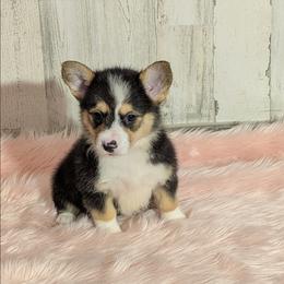 Phat Bottom Girl - Black and tan female American Corgi puppy in Lufkin, Texas from Texas Lil Cowdogs
