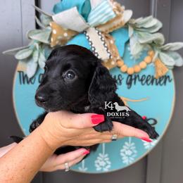 Freedom - Black female Dachshund puppy in Tulsa, Oklahoma from K4 Doxies
