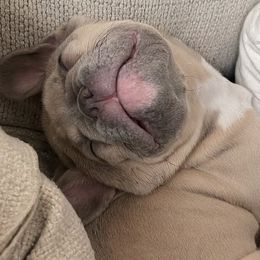 French Bulldogs from Del Jefe Frenchies