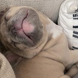 French Bulldogs from Del Jefe Frenchies