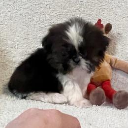 Tiny Tim - Brindle and white male Shih Tzu puppy in Greenville, South Carolina from Babyface Shih Tzu
