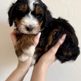 Boy 3 - Tri-color male Bernedoodle puppy in Phoenix, Arizona from Doodles of the Desert