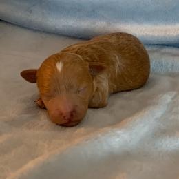 Betty - Red  female Goldendoodle puppy in Haddam, Kansas from Golden B Acres